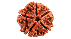 5Mukhirudraksha_large